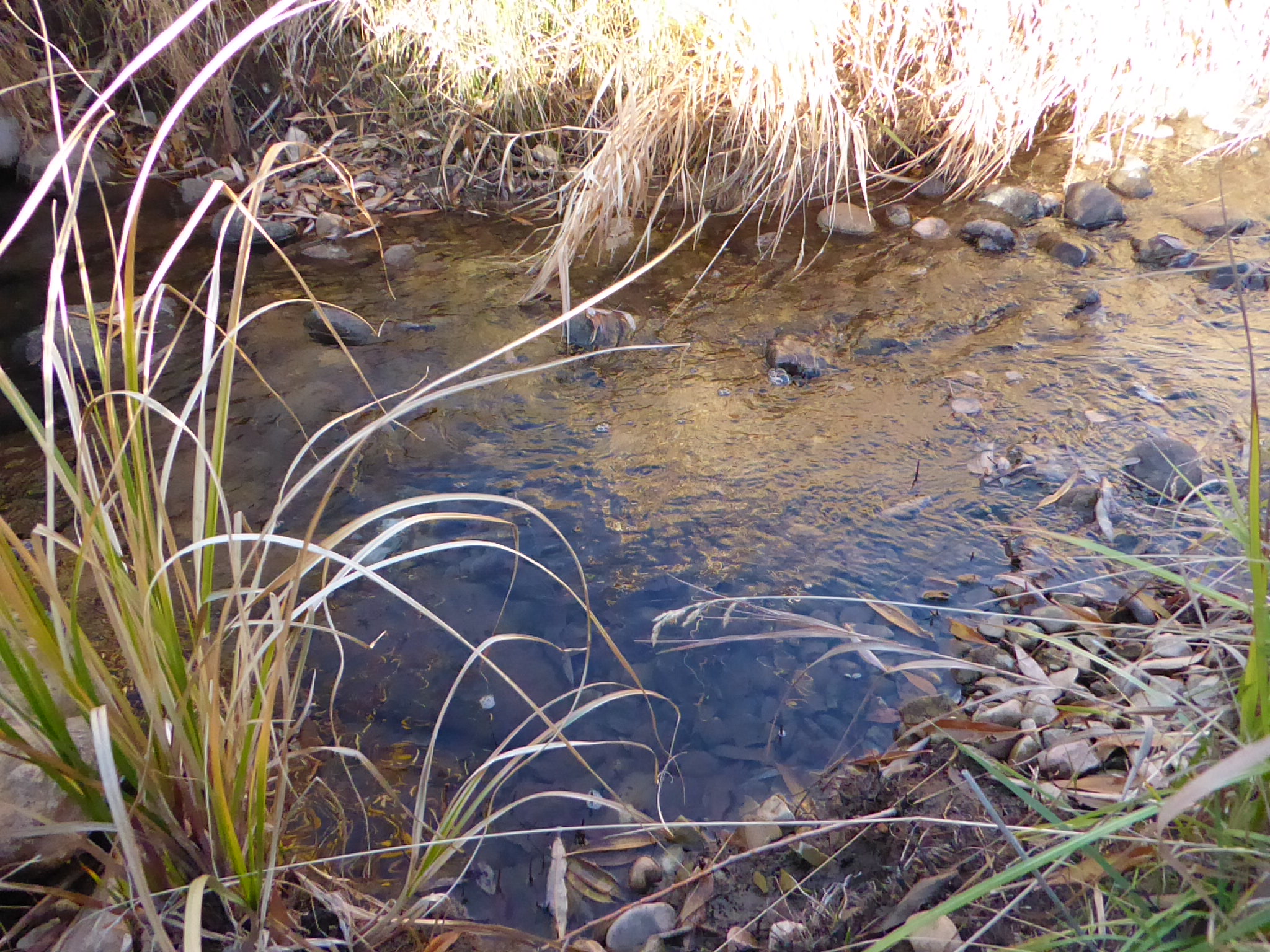 An irrigation canal in springtime